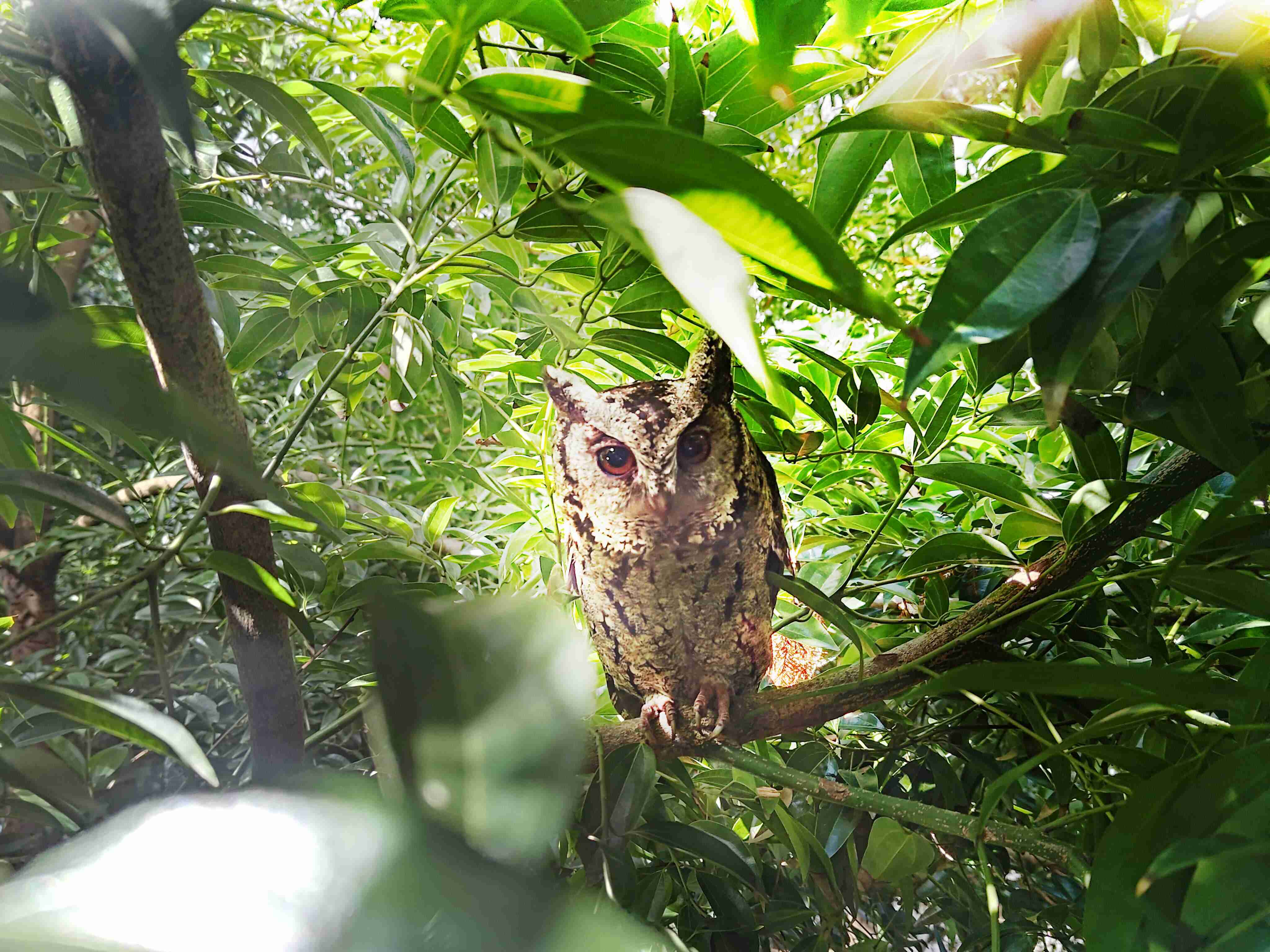 龙门国际致力提倡净零绿生活，，16年以来在全球各厂区植树逾百万棵，，，，造就各厂区树木蔚然成林，，犹如森林工厂，，，成为许多生物的栖息地